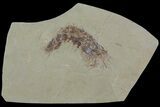 Fossil Shrimp (Aenigmacaris) Plate - Bear Gulch Limestone #113185-1